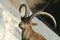 Spanish Ibex