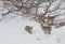 Spanish Ibex herd