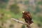 Spanish imperial eagle also known as the Iberian imperial eagle, Spanish  or Adalbert`s eagle sitting on the