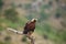 Spanish imperial eagle Aquila adalberti, also the Iberian imperial , Spanish or Adalbert`s eagle sitting on the branch with