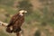 Spanish imperial eagle Aquila adalberti, also known as the Iberian imperial eagle, Spanish or Adalbert`s eagle calmly sitting o