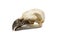 Spanish imperial eagle. Aquila adalberti, Bird skull with