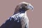 Spanish imperial eagle.or Aquila adalberti. Isolated