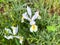 Spanish iris blooming in the wild meadow