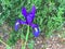 Spanish iris blooming in the wild meadow