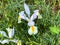 Spanish iris blooming in the wild meadow high in  mountains