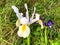Spanish iris blooming in the wild meadow high in mountains