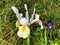 Spanish iris blooming in the wild meadow high in  mountains