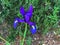 Spanish iris blooming in the wild meadow high in the mountains