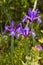 Spanish Iris (Iris xiphium) flower