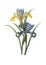 Spanish iris | Redoute Flower Illustrations