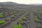 Spanish landscape of the Canary island of Lanzarote with black soil and grape growing