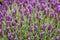 Spanish lavender