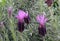 Spanish lavender lat.- lavandula stoechas