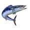 Spanish Mackerel wahoo dark blue fish big fish on white realistic illustration isolate