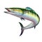 Spanish Mackerel wahoo green fish big fish on white realistic illustration isolate