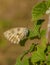 Spanish Marbled White Butterfly on green leaves