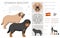 Spanish Mastiff coat colors, different poses clipart