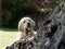 Spanish Mastiffs puppy attentive hidden behind a tree