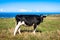 Spanish milk cow in the seaside farm,Asturias,Spain