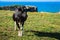 Spanish milk cow in the seaside farm,Asturias,Spain