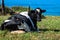 Spanish milk cow in the seaside farm,Asturias,Spain
