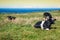 Spanish milk cow in the seaside farm,Asturias,Spain