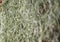 Spanish moss background, Tillandsia usneoides, abstrct blurred of green texture.