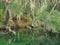 Spanish Moss Draped Trees on the Bank of Southern Stream