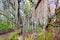 Spanish Moss Everglades National Park