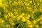 Spanish Moss in front of a backdrop of yellow marigolds