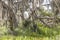 Spanish Moss hanging low from trees in the tropical coastal region of Jekyll Island, GA