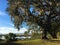 Spanish moss hanging in an oak tree in Beaufort, South Carolina