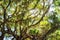 Spanish Moss hanging from an Oak Tree in Botany Bay Plantation