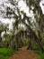 Spanish Moss Hanging over a Trail