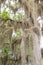 Spanish Moss Hanging from Southern Trees