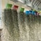 Spanish moss hanging strand decorated home