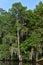 Spanish Moss Hanging From a Tree in the Bayou