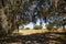 Spanish moss hanging from trees at Lake Kissimmee Park, Florida.