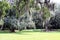 Spanish Moss Hanging from Trees in a Meadow