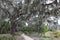 Spanish Moss Hangs on the Live Oak by the Trail