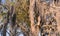 Spanish Moss Hangs from Trees