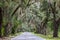 Spanish Moss and Live Oak Trees