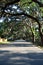 Spanish Moss on oak trees