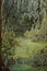 Spanish Moss Overhanging Green Covered Swamp