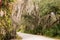 Spanish Moss Pathway