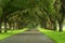 Spanish Moss pathway