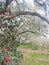 Spanish Moss pathway through the garden