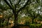 Spanish moss in public parks in old town Savannah Georgia