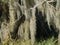 Spanish moss in the swamp